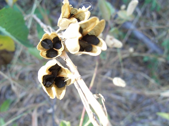 Ornithogalum?